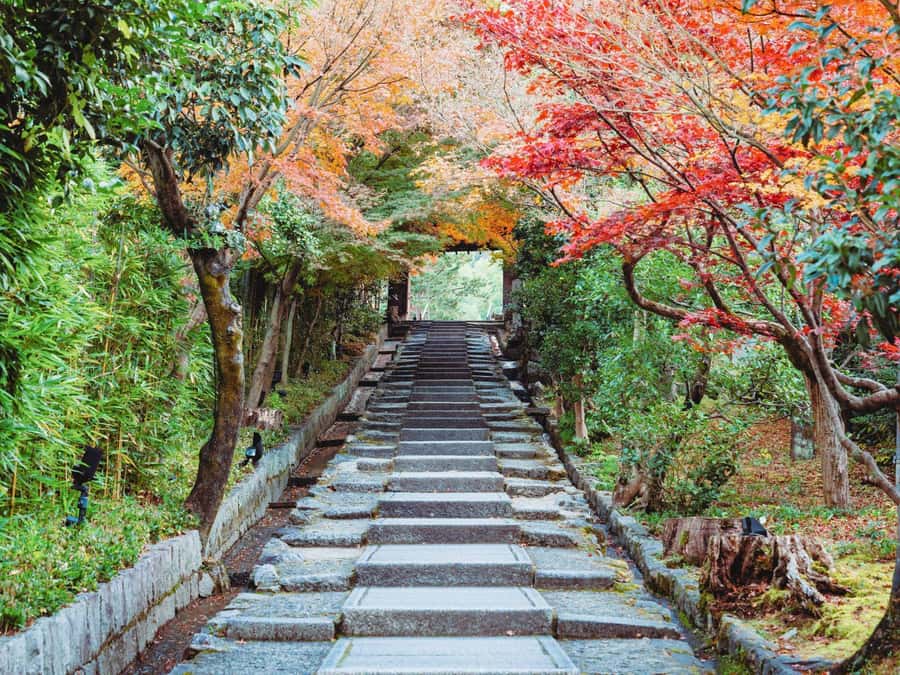 [2.3km / 1.43mi] Kyoto East Early Morning Walking Tour - Tour Basics: Small Group Size, Real Walking Distance, and English-Only Comfort