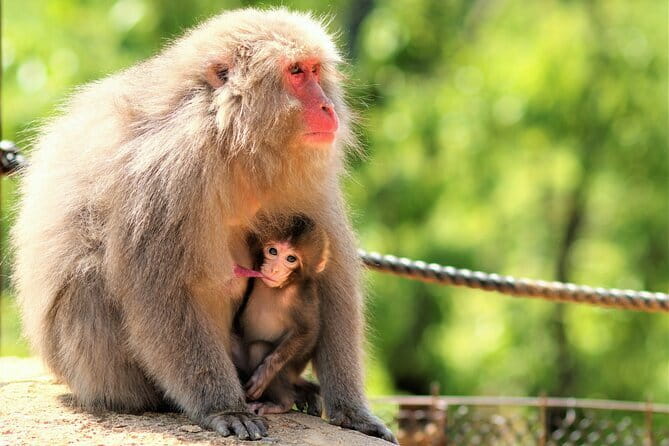 4 Hours Arashiyama and Arashiyama Monkey Park Tour - Price and Value: Is $190 Worth It Here?
