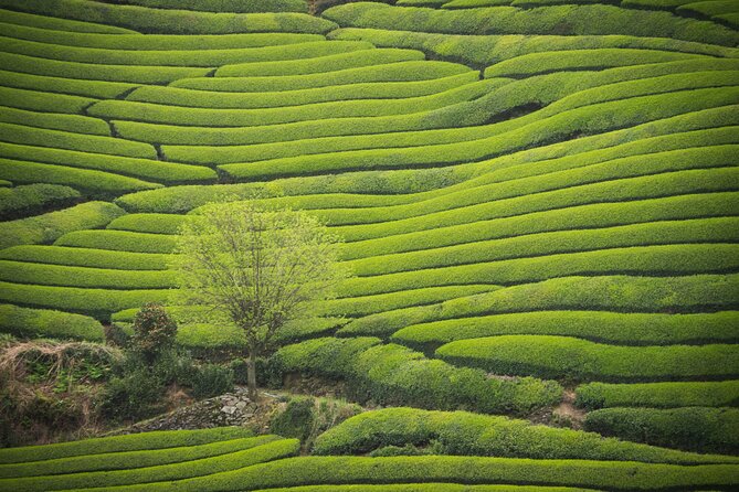 7hr Private Wazuka True Hidden Kyoto Matcha Farm Experience - Key highlights worth your attention