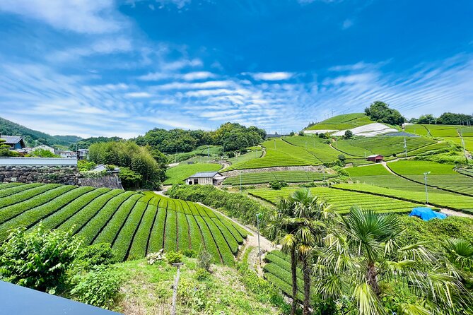 7hr Private Wazuka True Hidden Kyoto Matcha Farm Experience - Why Wazuka feels different from city matcha stops