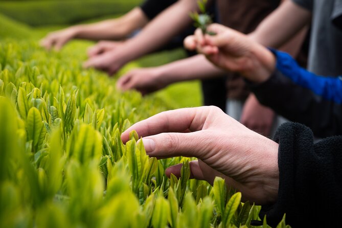 7hr Private Wazuka True Hidden Kyoto Matcha Farm Experience - Lunch set in a traditional Japanese home (and why it’s not a throwaway stop)