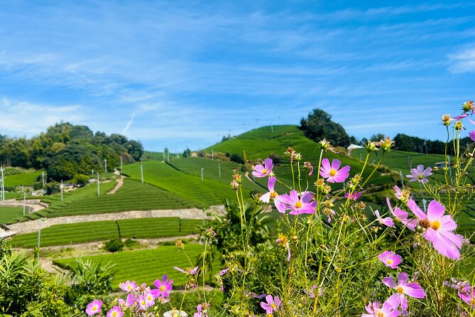 7hr Private Wazuka True Hidden Kyoto Matcha Farm Experience - The workshop moment: turning learning into a skill