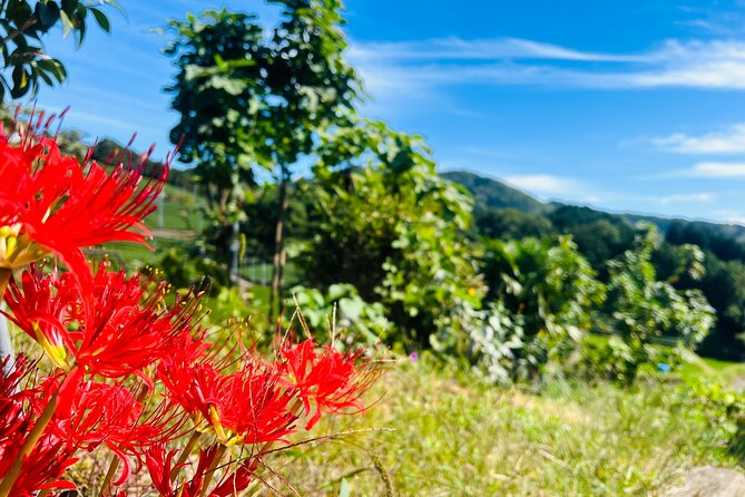 7hr Private Wazuka True Hidden Kyoto Matcha Farm Experience - Price and value: what $520 per person is really buying