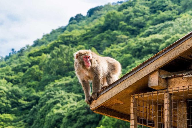 Afternoon Kyoto Bike Tour: Bamboo Forest, Monkeys & Hidden Spots - Bamboo Forest Street: the soundscape and how to get better photos