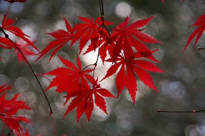 Customized Private Kyoto Tour by a local tour guide - Why a private Kyoto tour feels smarter than a checklist