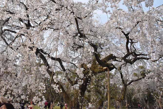Cycle Kyoto's Hidden Gems & Gion Stroll - Heading Back Along the Lit Kamogawa