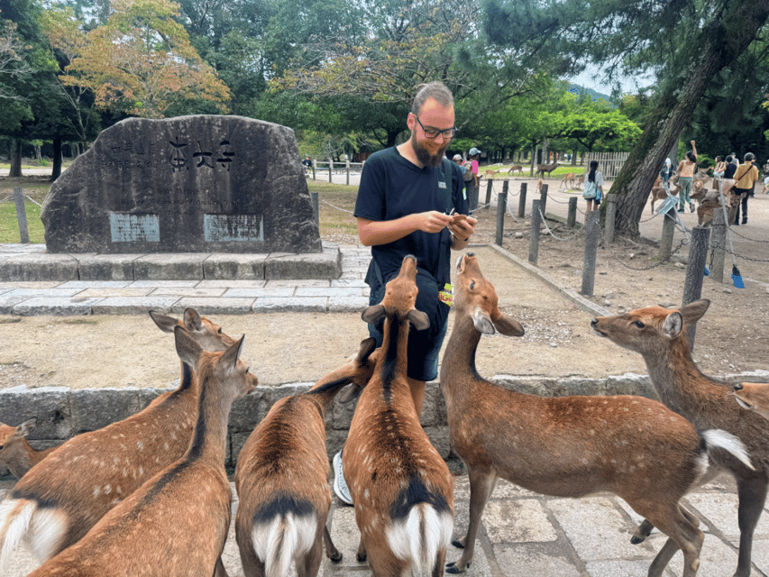 From Kyoto: Nara Guided Morning Tour - Who This Tour Suits (and Who Should Skip It)