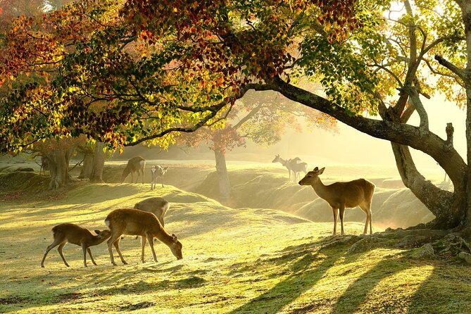 From Kyoto: Nara History Guided Half Day Bus Tour with Lunch - A 6-hour Kyoto-to-Nara day that stays focused