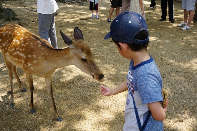 From Kyoto: Nara History Guided Half Day Bus Tour with Lunch - Nara Park: deer time without turning it into a circus