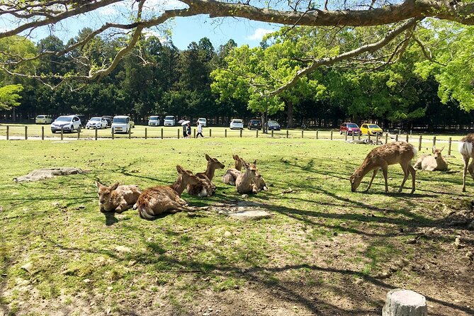 From Kyoto: Nara History Guided Half Day Bus Tour with lunch - Who this tour suits best