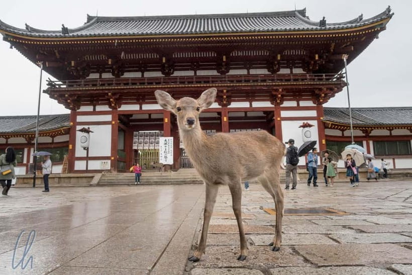 From Kyoto: Nara, Osaka & Kobe Day Trip – 3 Cities in 1 Day - Starting at Hotel Keihan Kyoto Grande: Getting on the bus fast
