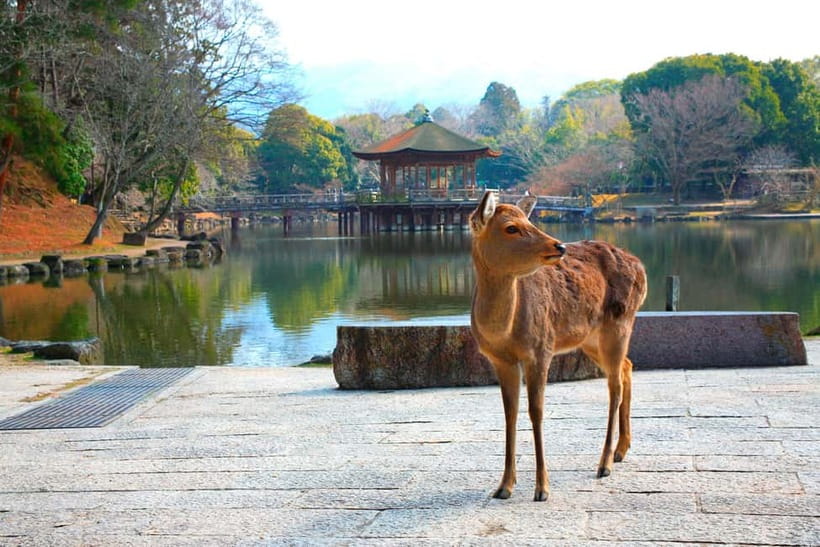 From Kyoto: Nara, Osaka & Kobe Day Trip – 3 Cities in 1 Day - Nara Park: Deer encounters and temple-area calm