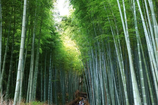 From Kyoto / Osaka: Kyoto Must-see Spots & Nara Park One Day Tour - A One-Day Kyoto and Nara Highlights Route That Actually Works