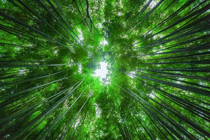 From Kyoto / Osaka: Kyoto Must-see Spots & Nara Park One Day Tour - Nara Park: Deer Encounters and Temple-park Energy in One Hour
