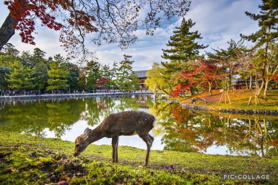 From Osaka/Kyoto: Private Kyoto & Nara Day Trip with Pickup - Who this day trip is best for