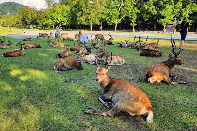 Full Day Guided Tour to Kyoto and Nara from Osaka by Van - Kyoto and Nara in One Day: Fast, Small-Group Reality