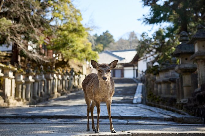 Full Day Guided Tour to Kyoto and Nara from Osaka by Van - Nara Park Deer and Todaiji: Big Sights, Short Walking