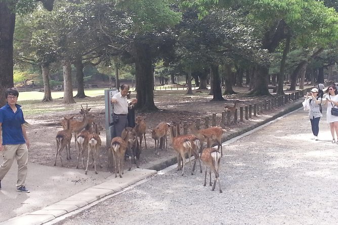 Fushimi Inari & Nara Highlights Walking Tour - Timing and photo planning for a smooth 6-hour day