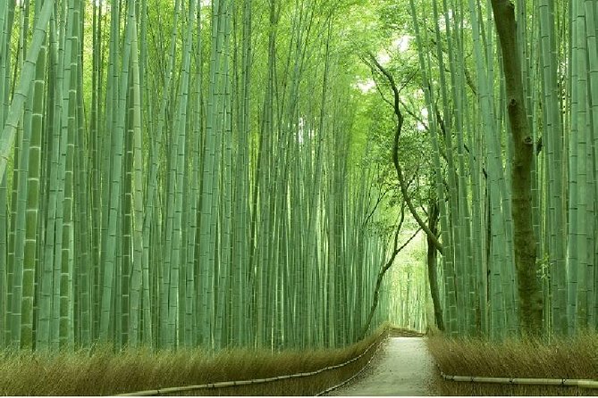 Half Day Kyoto Sagano Bamboo Grove & Arashiyama Walking Tour - Key highlights worth your time