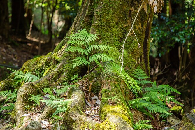Hiking Tour for Sacred Sites in Kyoto with a Guide - Who Should Book This Sacred Sites Hike?