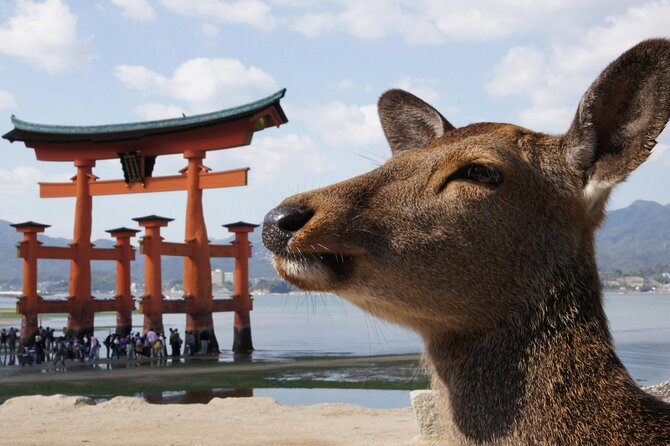 Hiroshima, Miyajima 1 Day Bus with Indian Lunch from Osaka, Kyoto - From Osaka/Kyoto to Hiroshima in one day without the stress spiral