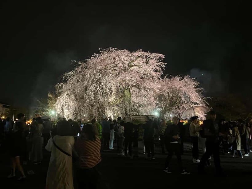 Kioto: Gion Tour, recorrido a pie (Español/Castellano) - Walking the hanamachi: stop-by-stop Gion culture