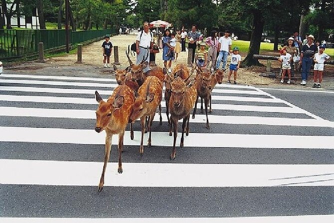 Kyoto and Nara Day Trip from Kyoto - Getting from stop to stop with included air-conditioned comfort