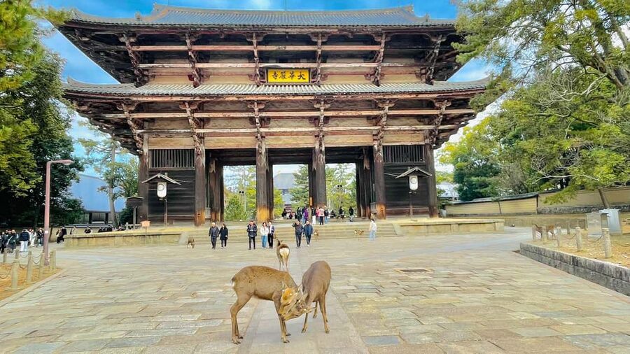 Kyoto and Nara: Private Customized Tour with Guide & vehicle - How the Nara Day Works: Deer First, Then the Great Buddha