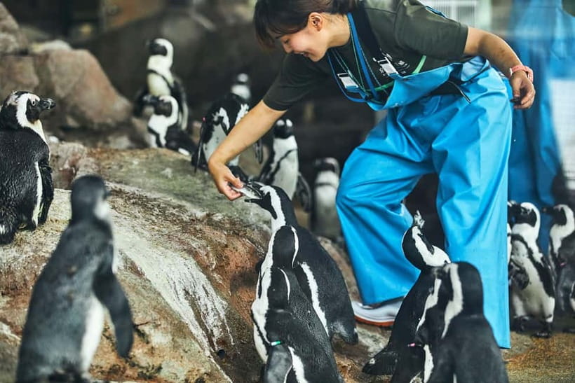 Kyoto Aquarium Admission Ticket - Key things I’d circle before you go