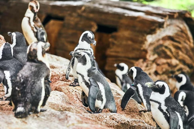 Kyoto Aquarium Admission Ticket - Penguins up close: watch the habits, not just the poses