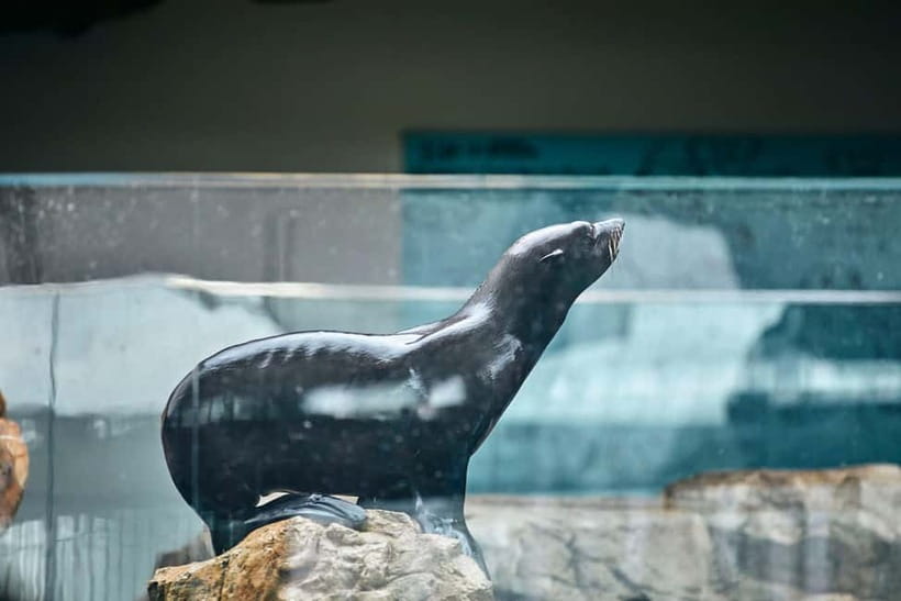 Kyoto Aquarium Admission Ticket - Giant salamanders: a quiet exhibit that steals the show
