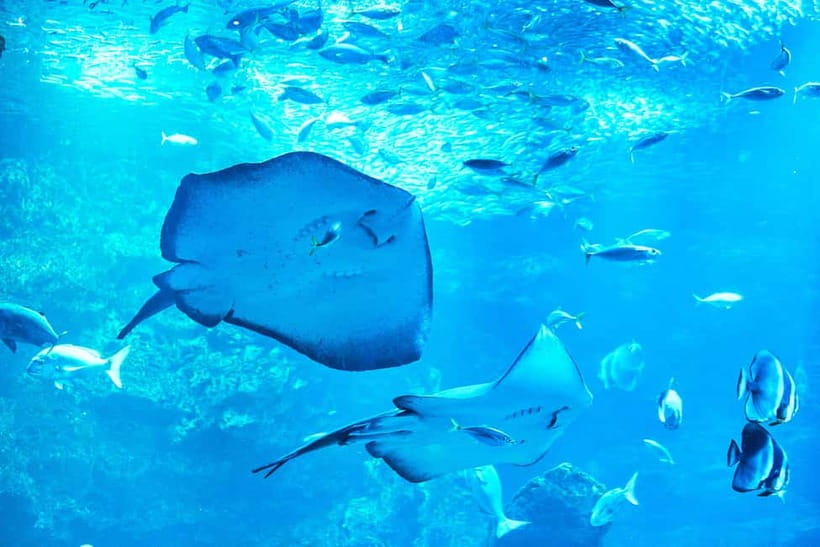 Kyoto Aquarium Admission Ticket - Jellyfish and seals: the bonus favorites that add variety