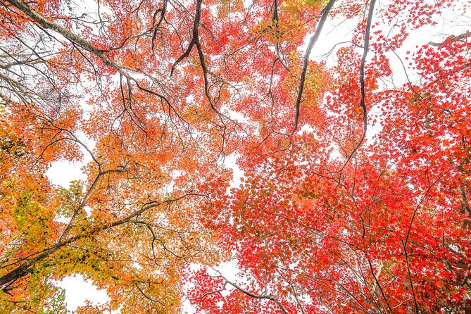 Kyoto Arashiyama Bamboo forest & Garden Half-Day Walking Tour - Okochi Sanso Garden: A Calm Pause That Feels Worth Slowing Down