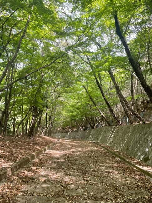 Kyoto: Arashiyama Bamboo Forest Hiking Tour - Price and value: is $69 a good deal?