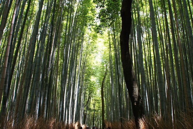 Kyoto: Arashiyama Bamboo Forest, Monkeys, Matcha & Temple Tour - Togetsukyo Bridge: a classic Kyoto view, short and sweet