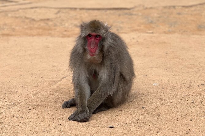 Kyoto: Arashiyama Bamboo Forest, Monkeys, Matcha & Temple Tour - Monkey Park Iwatayama: worth the climb, but plan your energy