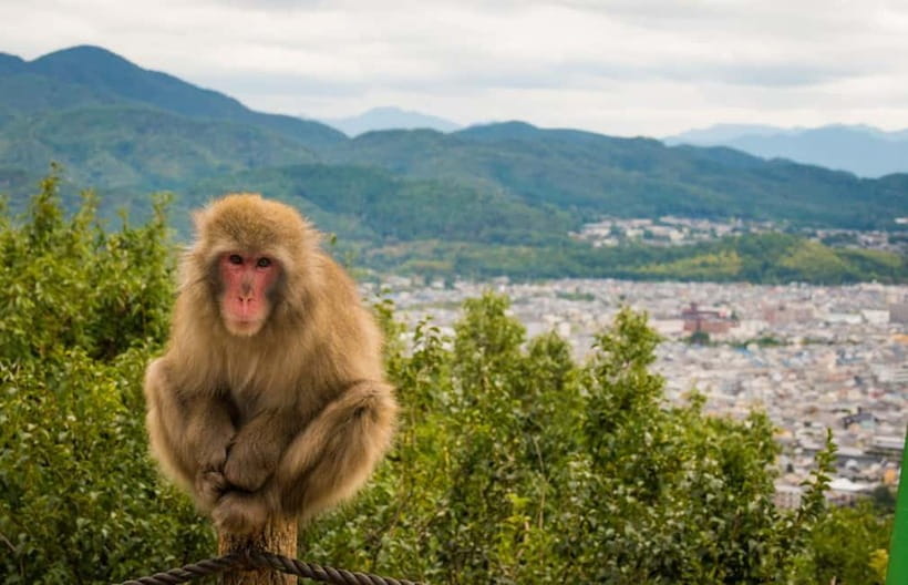 Kyoto: Arashiyama Bamboo Grove, Monkey Mountain Walking Tour - FAQ