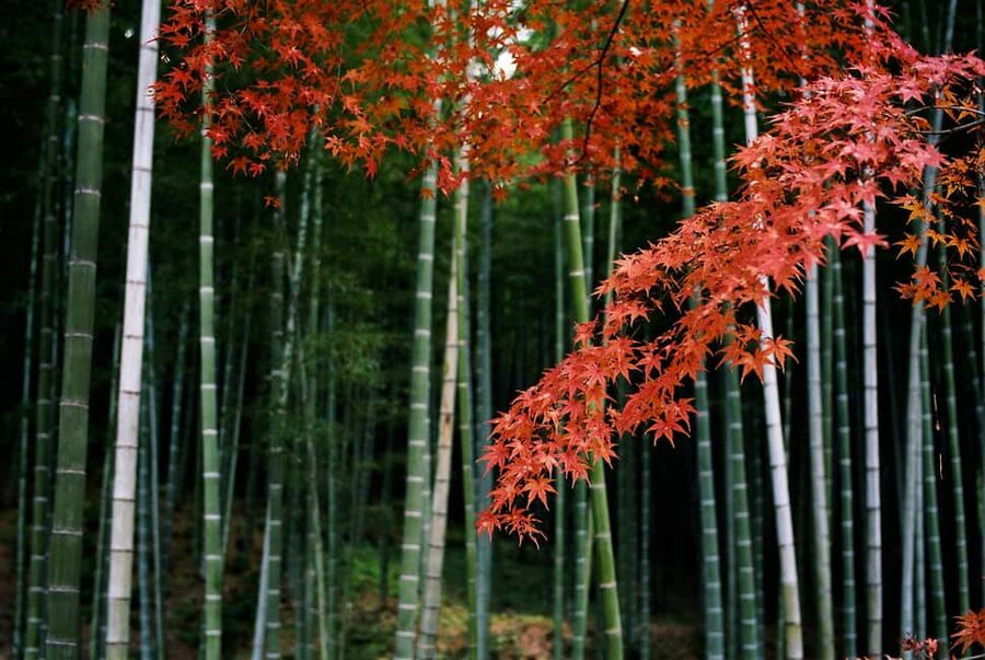 Kyoto: Arashiyama Bamboo, Togetsukyo bridge, Sanso, and more - Togetsukyo Bridge: the photo moment plus the why-it-matters view