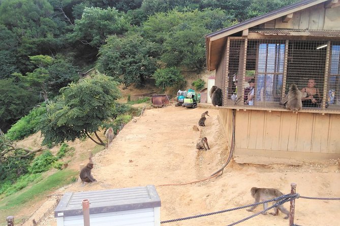 Kyoto Arashiyama & Golden Pavilion One-Day Walking Tour - Monkey Park Iwatayama: the steep bit that makes the day feel fun