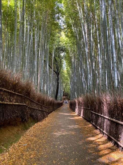 Kyoto: Arashiyama Guided Tour, Bamboo, Monkey, Zen Temple - Practical Tips: Shoes, Cameras, and Weather Reality
