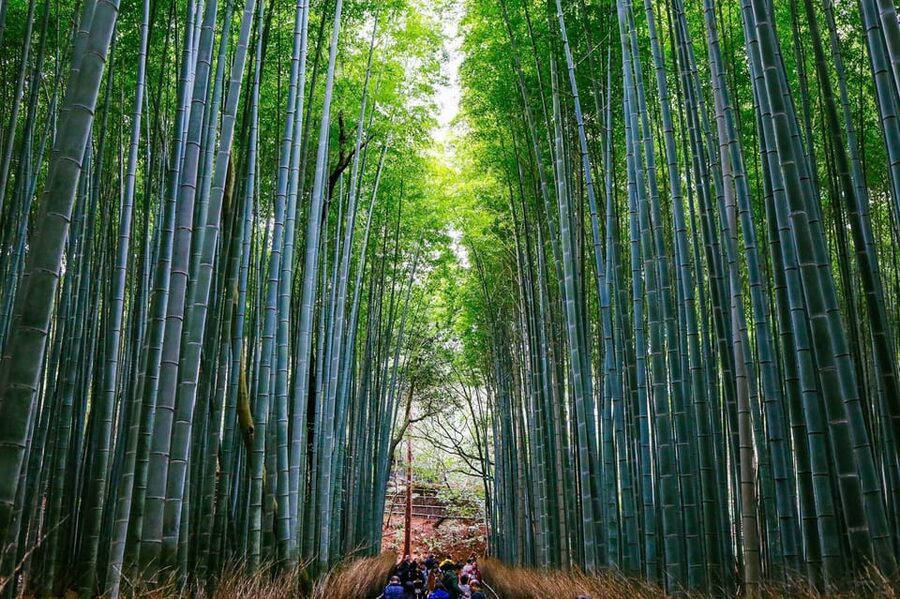 Kyoto: Arashiyama Tour with optional Sagano Romantic Train - Key highlights worth getting excited about