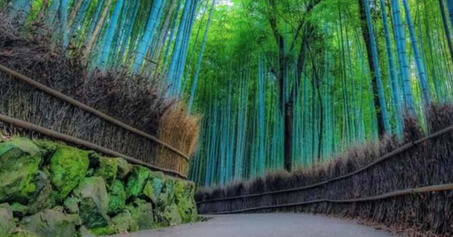 Kyoto: Arashiyama Unveiled Bamboo, Temple, Matcha, & Monkeys - Key highlights you’ll actually feel