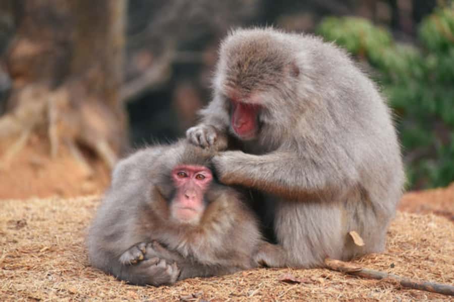 Kyoto: Arashiyama Unveiled Bamboo, Temple, Matcha, & Monkeys - Starting at Malebranche Arashiyama: easy meetup, clear start