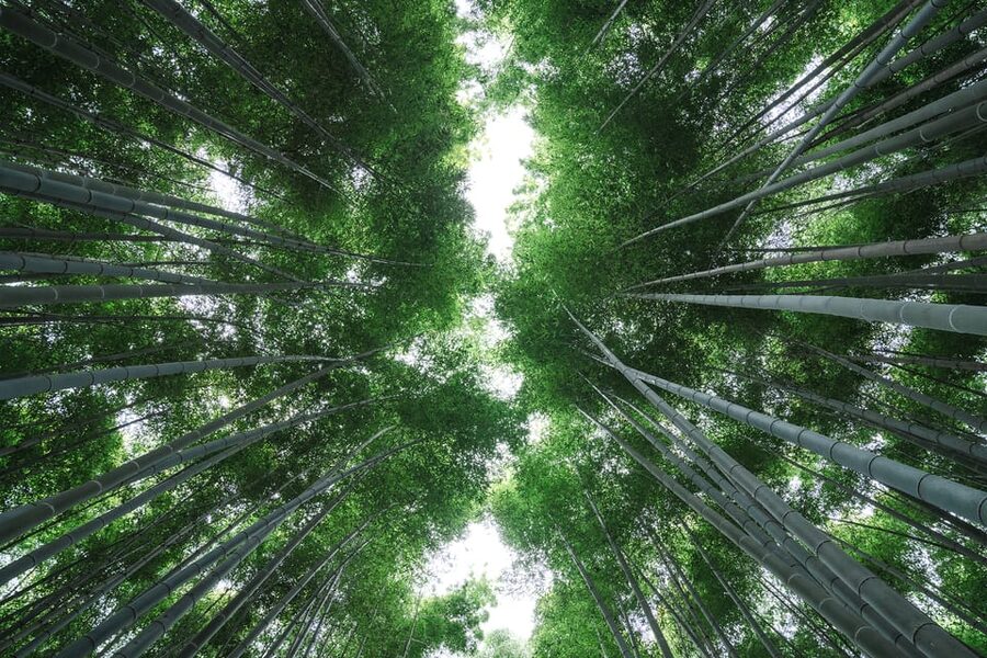 Kyoto: Arashiyama Walking Tour with Local Guide - Should you book this Arashiyama walking tour?