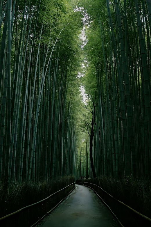 Kyoto: Customized One Day Car tour - Pickup and Drop-off From Kyoto or Osaka: The Real Time Saver