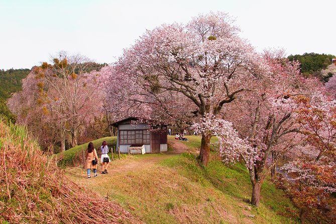 Kyoto Day Trip to Nara with a Local – Private & Personalized - Price and value: what $378.76 per person is really buying