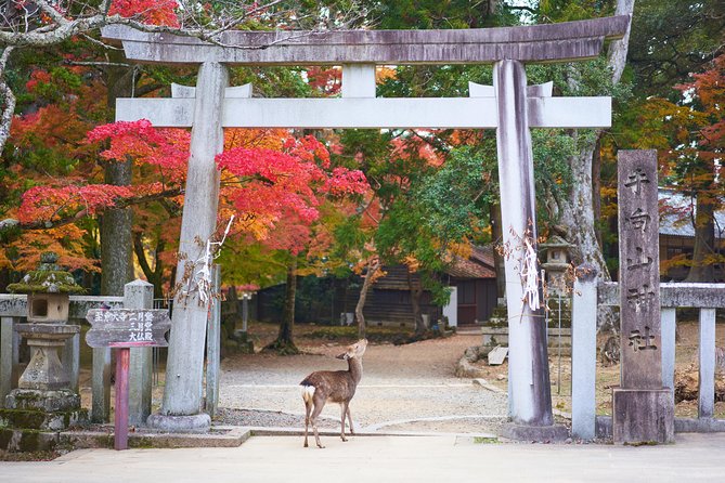 Kyoto Day Trip to Nara with a Local – Private & Personalized - Nara-koen Park deer: iconic street life in the open air