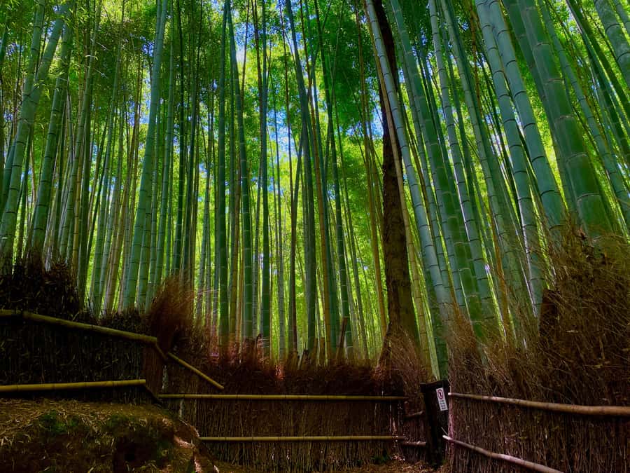 Kyoto Early Bird English Tour: Fushimi-Inari and Arashiyama - Walking pace, public transit, and who should say yes