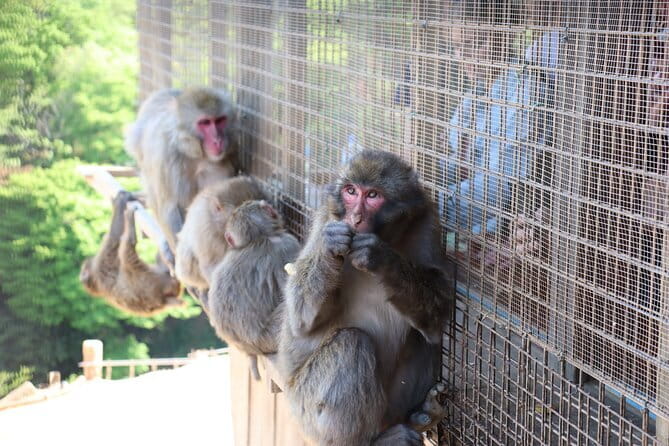 Kyoto Early Bird Tour: Fushimi Inari, Arashiyama Bamboo & Monkeys - Key things I’d watch for
