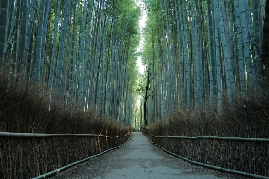 Kyoto: Early Morning Tour with English-Speaking Guide - Guide quality: why people keep praising the same things